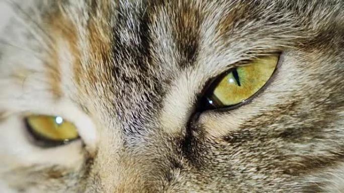 猫眼的极端宏观特写