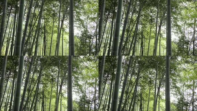 绿色竹林竹笋森林原始素材