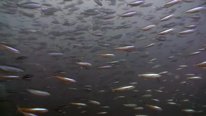 马尔代夫海底背景下的许多鱼类中的大多数。