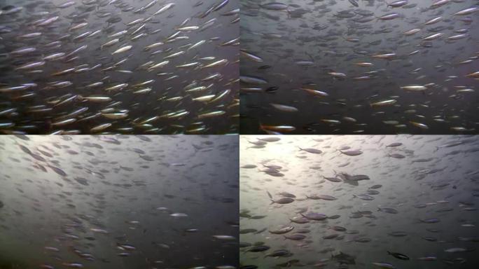 马尔代夫海底背景下的许多鱼类中的大多数。