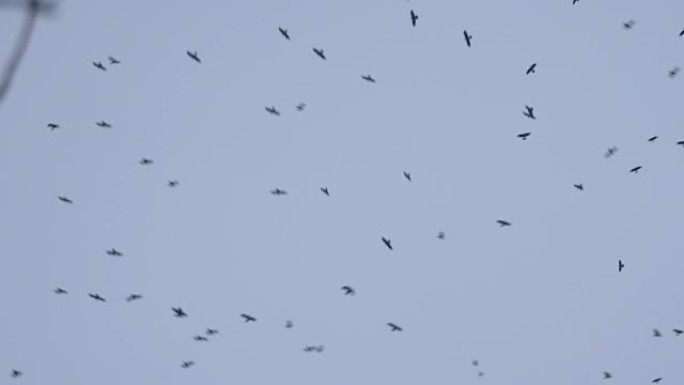 乌鸦在天空中盘旋