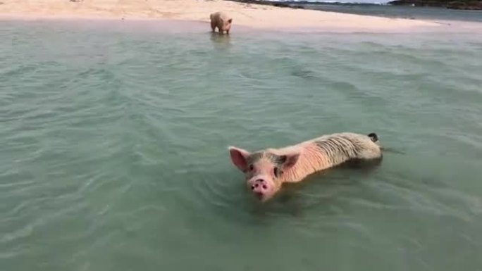 巴哈马游泳猪
