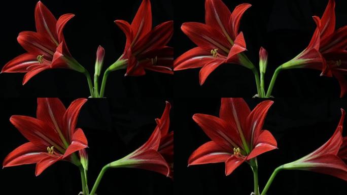 植物花朵开花时间流逝大蒜苗开花 (Hippeastrum sp。)