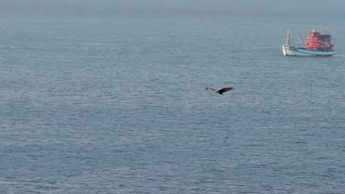 海鹰在渔船上飞行。泰国普吉岛