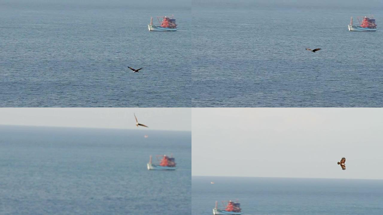 海鹰在渔船上飞行。泰国普吉岛