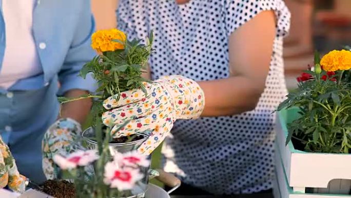 双手特写中老年妇女在院子里种花