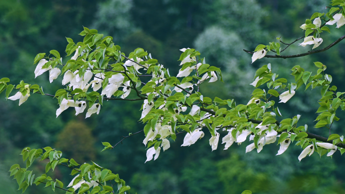 国家保护植物珙桐树生长开花唯美鸽子花飞舞