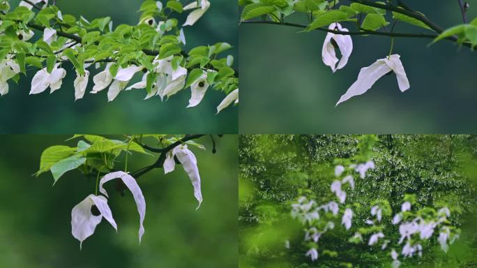 国家保护植物珙桐树生长开花唯美鸽子花飞舞