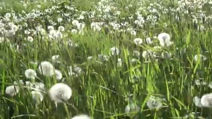 白色蒲公英场在夏季晴天的天空背景下，白云从万向节稳定器行走