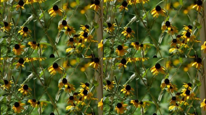 Demi-eyed susan flowers，特写