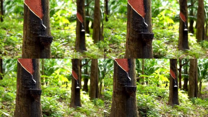 橡胶树 (巴西橡胶树) 攻丝汁液