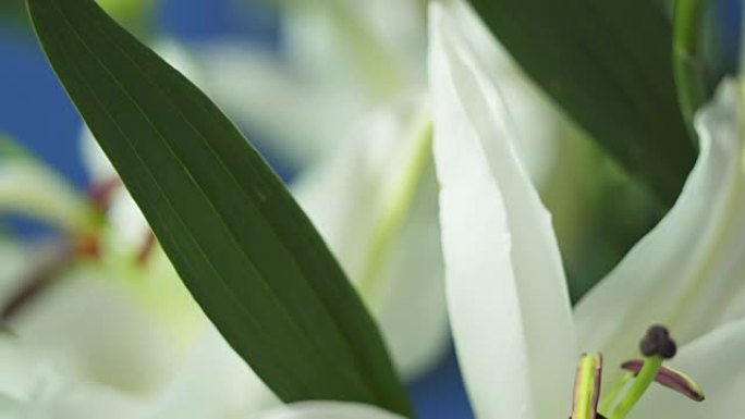 多莉: 蓝色背景上的白色百合花花束
