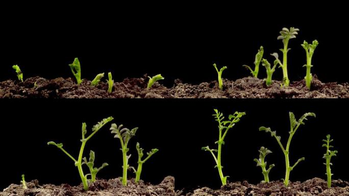 Chickpeas Seeds Germination on Black Background