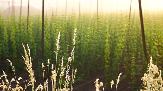 The Grass in Front of Hop Field at the Sunrise. Cz