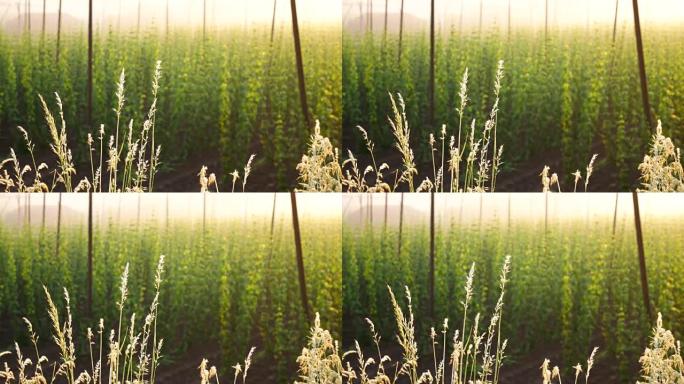 The Grass in Front of Hop Field at the Sunrise. Cz