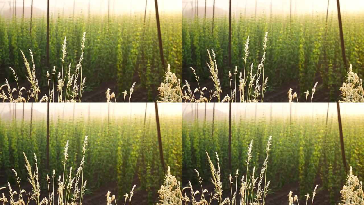 The Grass in Front of Hop Field at the Sunrise. Cz