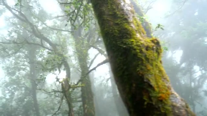 淘射-印他侬岛峰的热带雨林