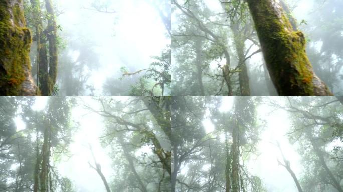 淘射-印他侬岛峰的热带雨林