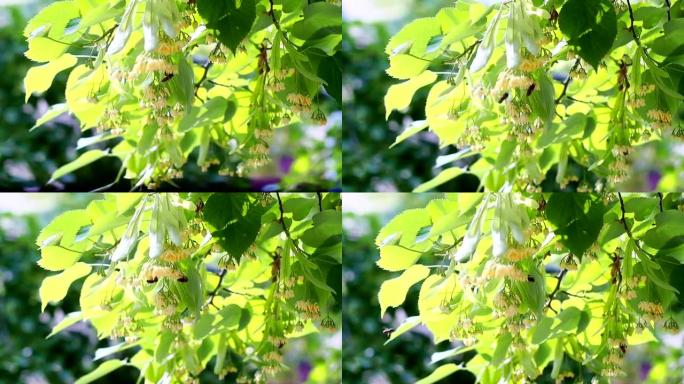 开花的黄色椴树花上的蜜蜂