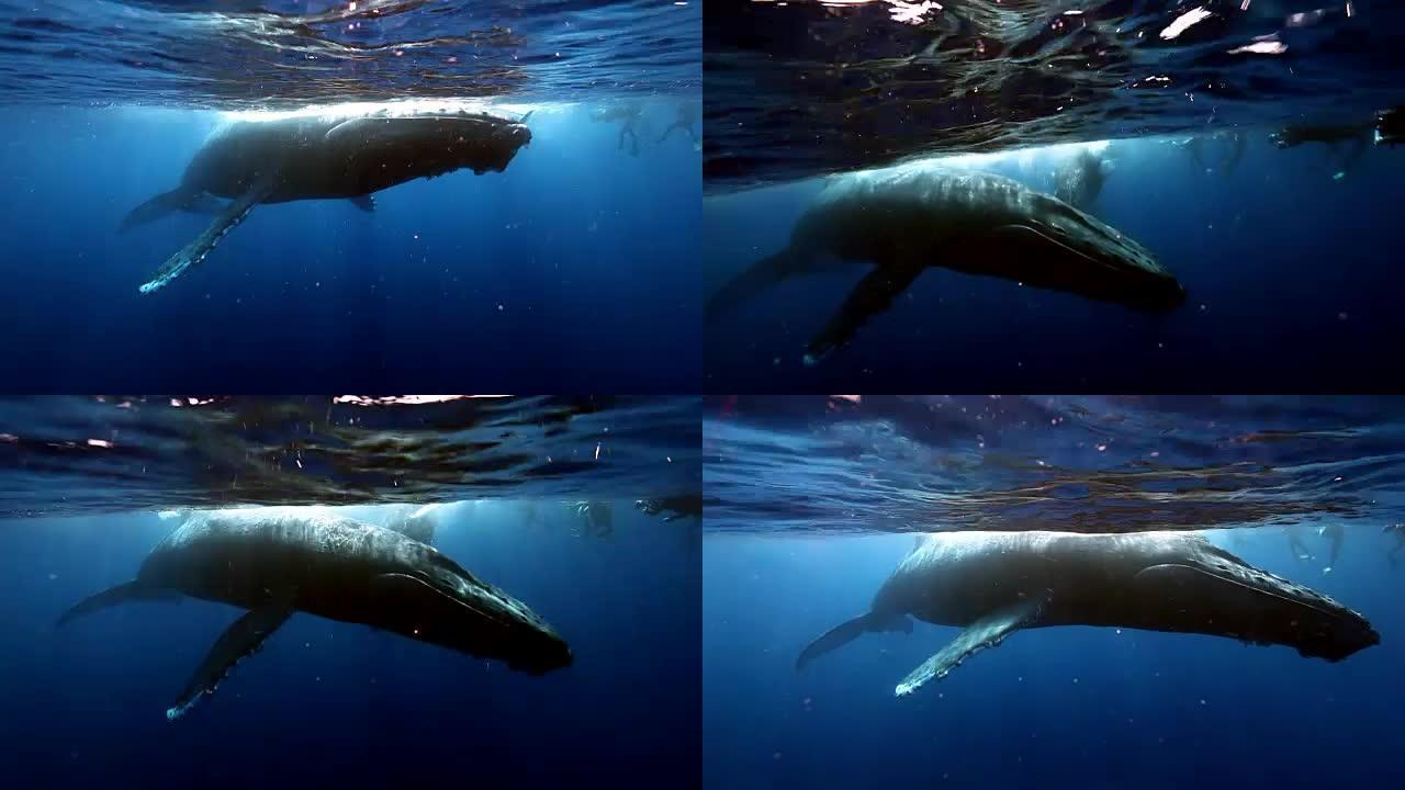 一群潜水员靠近座头鲸母亲和水面附近的幼小小牛。