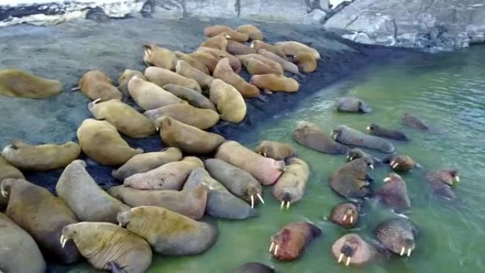 新地球Vaigach岛北冰洋沿岸海象的觅食基地。