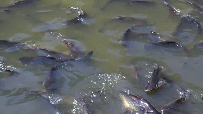 虹彩鲨鱼鱼或鲨鱼cat鱼原产于湄南河，以虹彩鲨鱼群为食