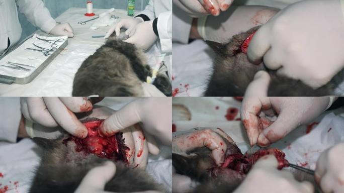 对猫进行肿瘤切除手术