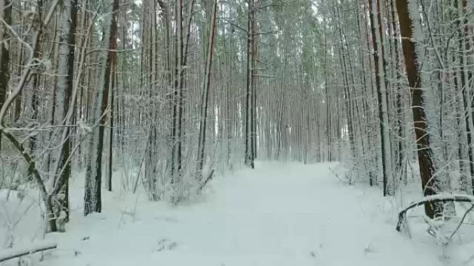 雪下的西伯利亚冬松林