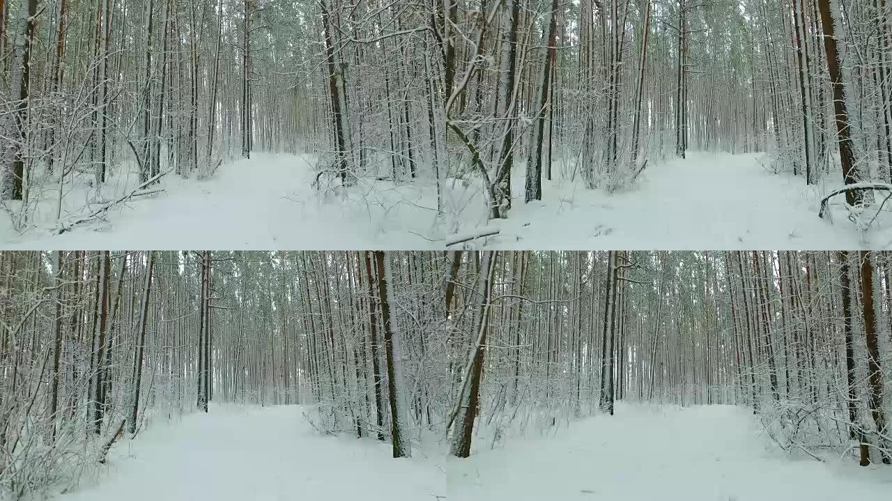 雪下的西伯利亚冬松林