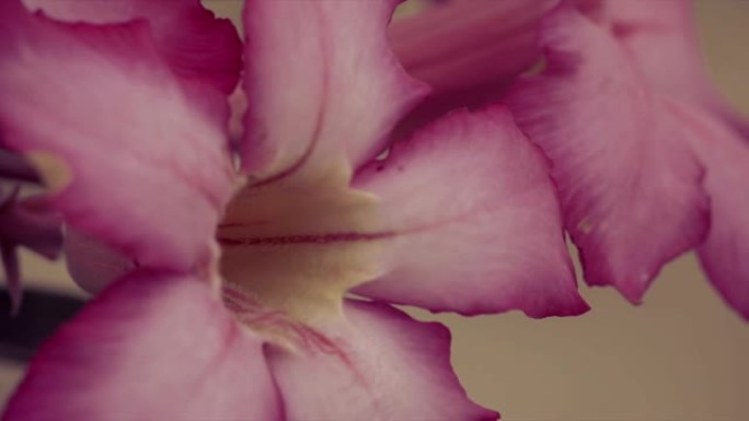 腺花被称为沙漠玫瑰，何首乌。