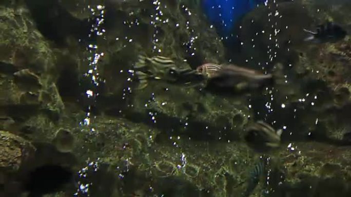 Sargocenron diadema，通常被称为加冕的松鼠鱼素材视频