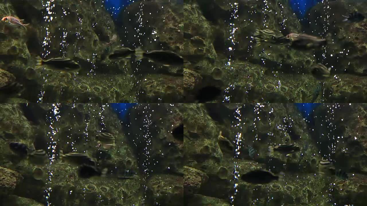 Sargocenron diadema，通常被称为加冕的松鼠鱼素材视频