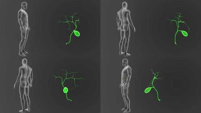 胆囊缩放与循环系统