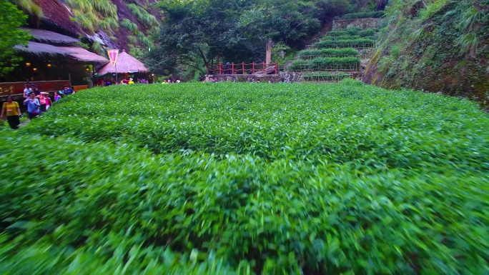 航拍武夷山大红袍母树茶园茶山茶园