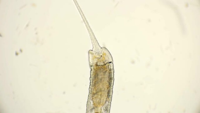 显微镜下的Naididae科蠕虫，Pristina longiseta