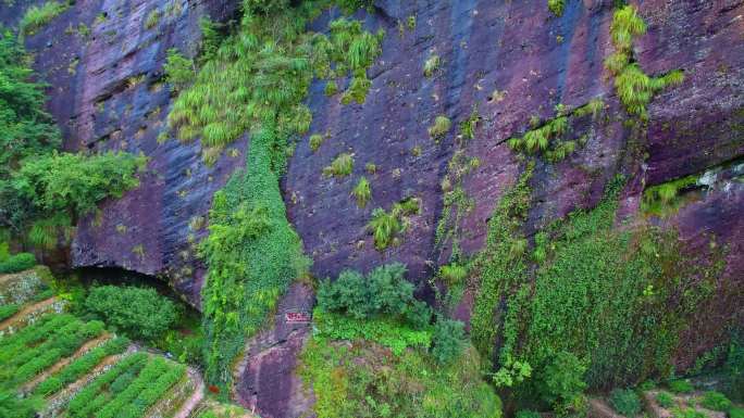 航拍武夷山大红袍母树茶园岩茶茶叶种植