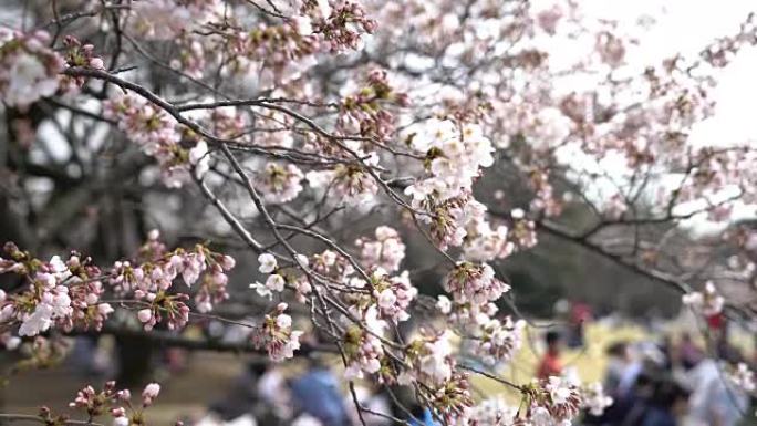 日本的樱花