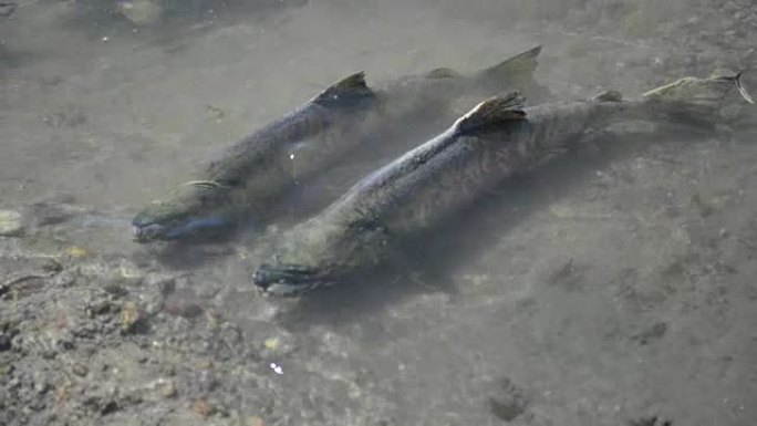 迁徙的太平洋鲑鱼是人类和熊的重要食物来源，阿拉斯加