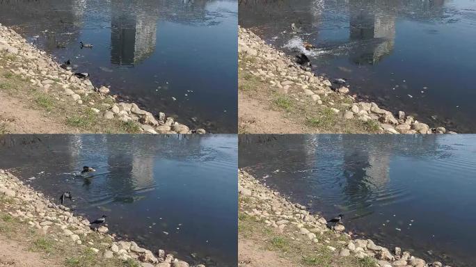 一只黄鸭袭击了池塘上的普通鸭子，附近有乌鸦