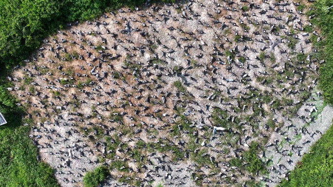 航拍鸟岛俯瞰海岛上的中华凤头燕鸥繁殖地