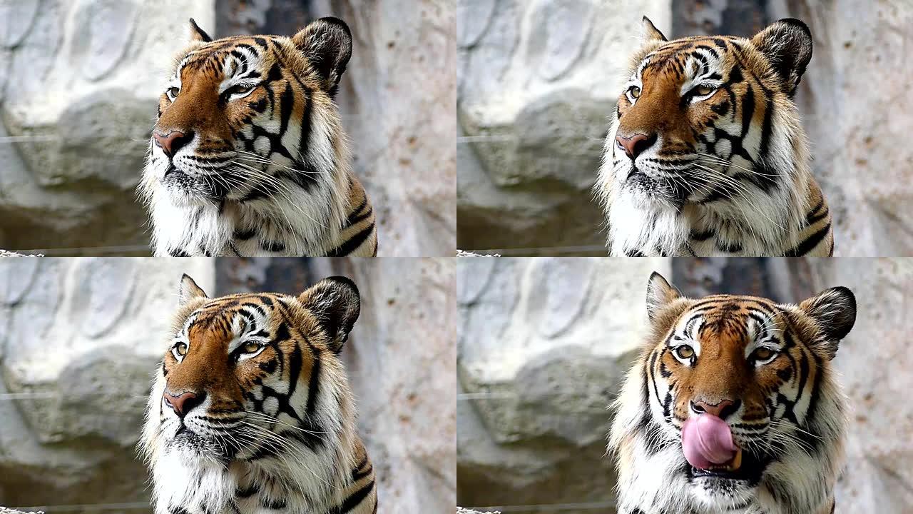 大自然中的可爱老虎