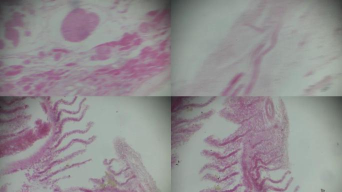 显微镜下的鱼鳃横截面