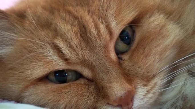 有趣可爱的姜或红猫用它的大眼睛看着相机