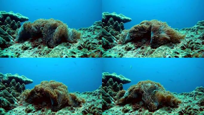 被珊瑚白化包围的水下壮丽海葵 (Heteractis magnifica)