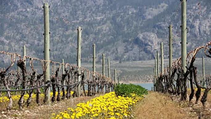 Okanagan Valley酿酒厂葡萄园春季