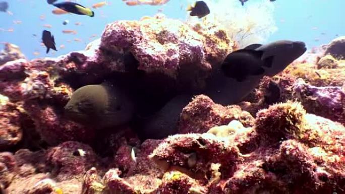 马尔代夫珊瑚礁海底的两条海鳗。
