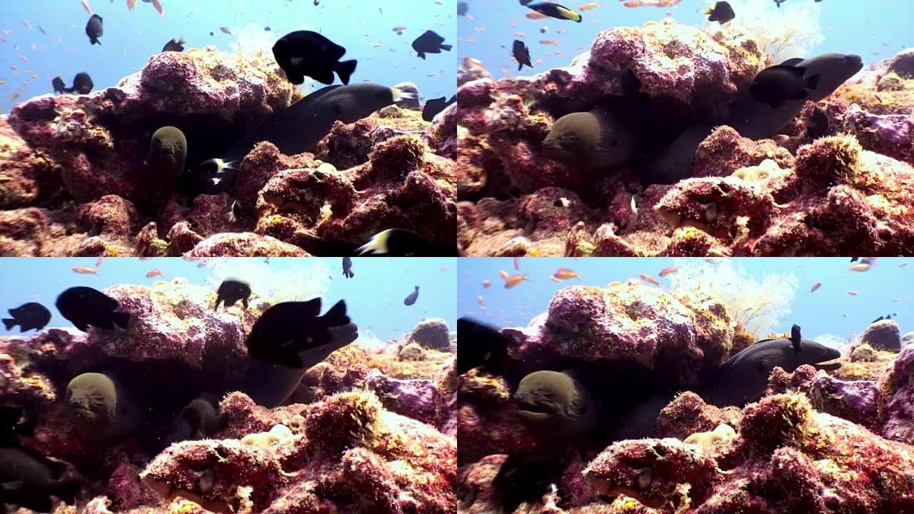 马尔代夫珊瑚礁海底的两条海鳗。