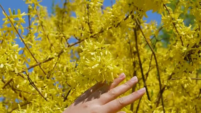 女人用手抚摸和爱抚连翘盛开的黄色花朵