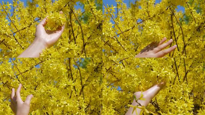 女人用手抚摸和爱抚连翘盛开的黄色花朵