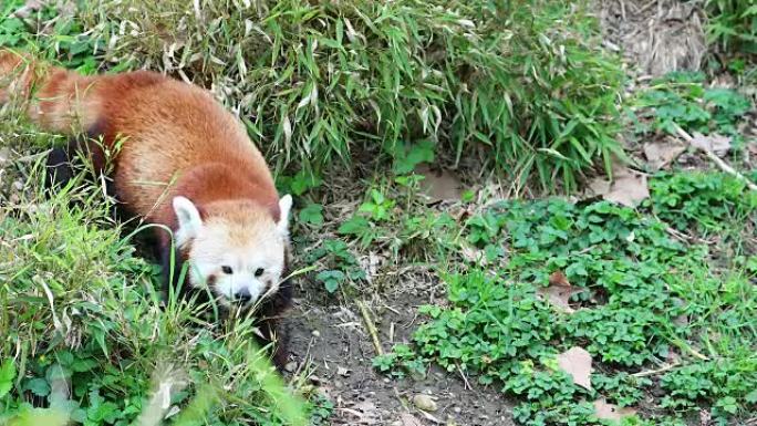 小熊猫吃草